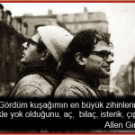 gingberg